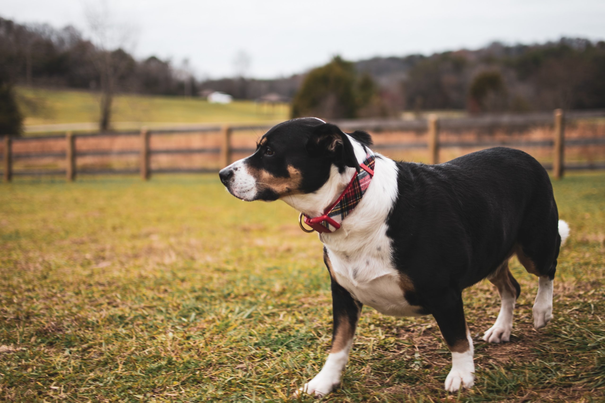 Veterinary Payment Seat Fees In Karnataka